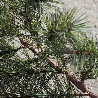 Slinger Peuce natuur 200cm - Het Adres