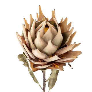 Protea Bloem nature