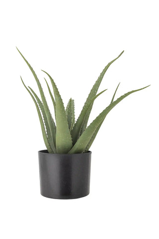Alloe Vera Kunt kamerplant groen
