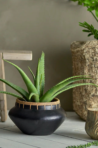 Alloe Vera Kunt kamerplant groen