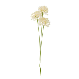 Allium bloem wit