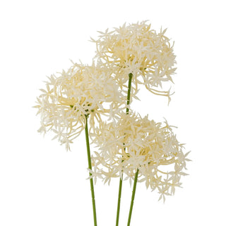 Allium bloem wit