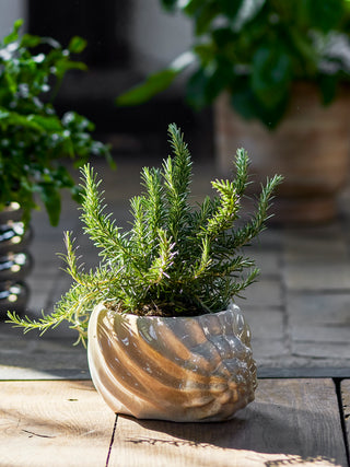 Brown ceramic flower pot Corelia