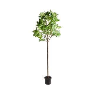 Kunstplant Fig groen Ø23×230 cm