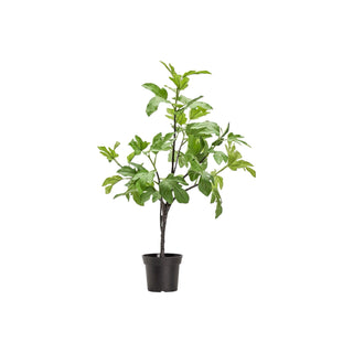 Kunstplante Fig grøn Ø40×81 cm