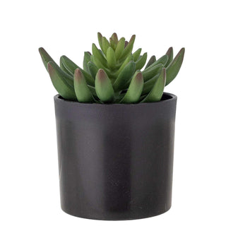 Echeveria vetplant in pot 9cm van Bloomingville, duidelijk als hoofdfoto afgebeeld