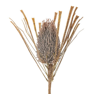 Palmflower bruin van Bloomingville, duidelijk als hoofdfoto afgebeeld