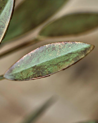 Kandelaar Leaves Antiek groen 20cm van House Doctor, in een gestileerde detailopstelling