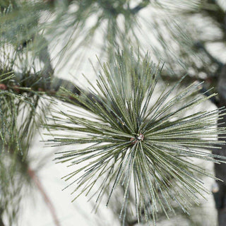 Weihnachtsbaum Peuce natur 125cm - Het Adres