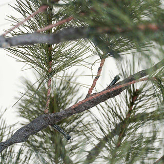 Kerstboom Peuce natuur 180cm van House Doctor, van bovenaf met zicht op vorm en indeling
