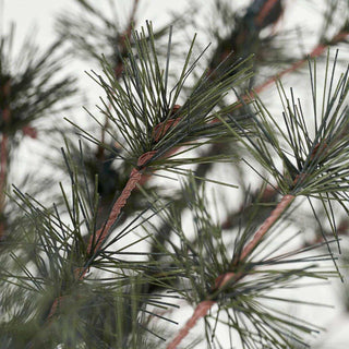 Kerstboom Pin natuur 220cm van House Doctor, van bovenaf met zicht op vorm en indeling