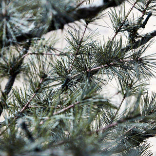 Kerstboom Pin natuur 220cm van House Doctor, van dichtbij met materiaal en textuur zichtbaar