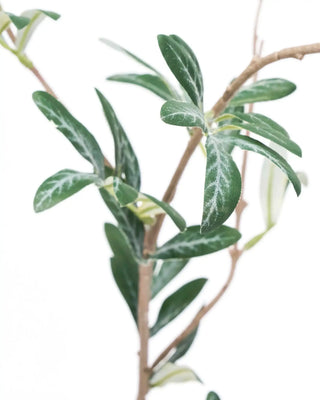Kunsttak Olive groen van House Doctor, schuin bekeken met vorm en afwerking zichtbaar