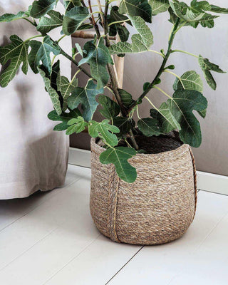 Groene kamerplant in een naturel gevlochten mand op een witte houten vloer