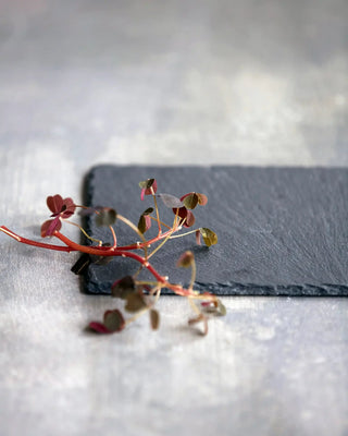 Serveerplank Slate Grijs 12x20cm van Nicolas Vahe, in een gestileerde detailopstelling